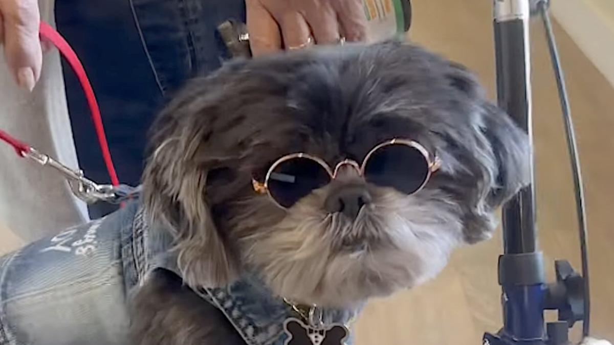 給牠一個家！流浪西施犬成養老院新寵　失智老人因牠而開口