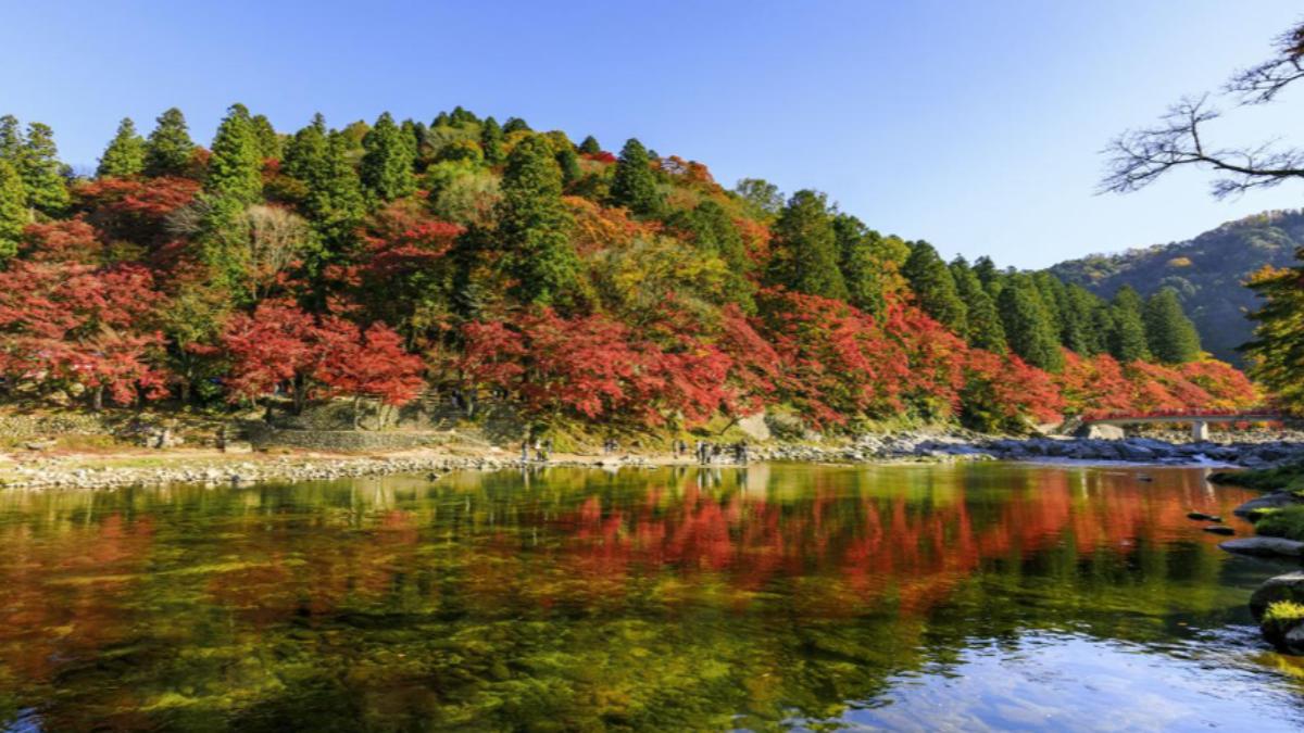 2025日本楓葉預測出爐》最佳賞楓時間、朝聖景點一次看- ToursCombine