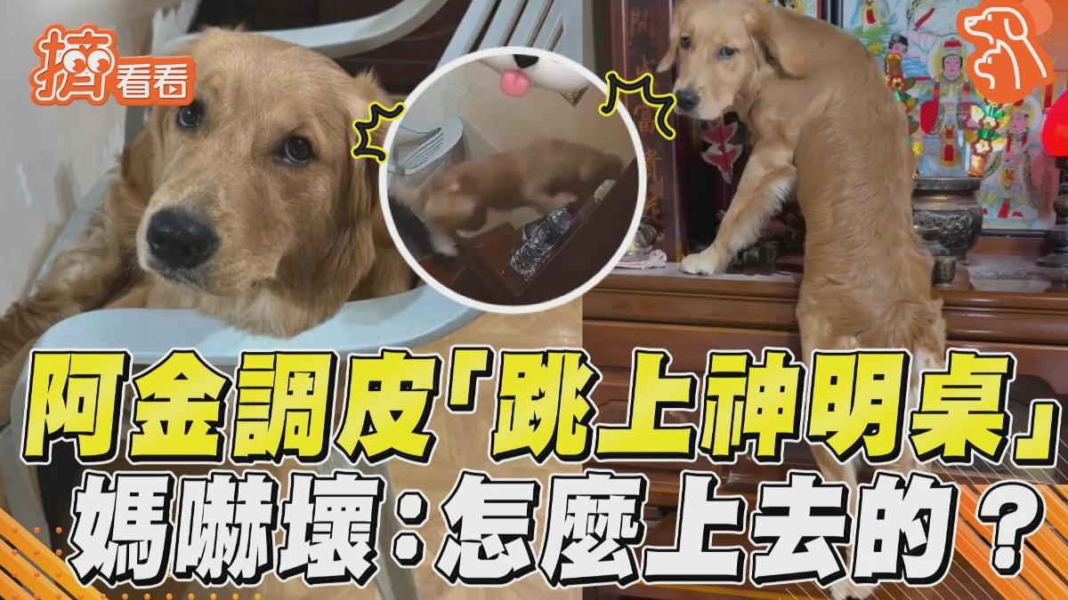 影音／阿金調皮「跳上神明桌」求關注　媽抓包嚇壞：你怎麼上去的？