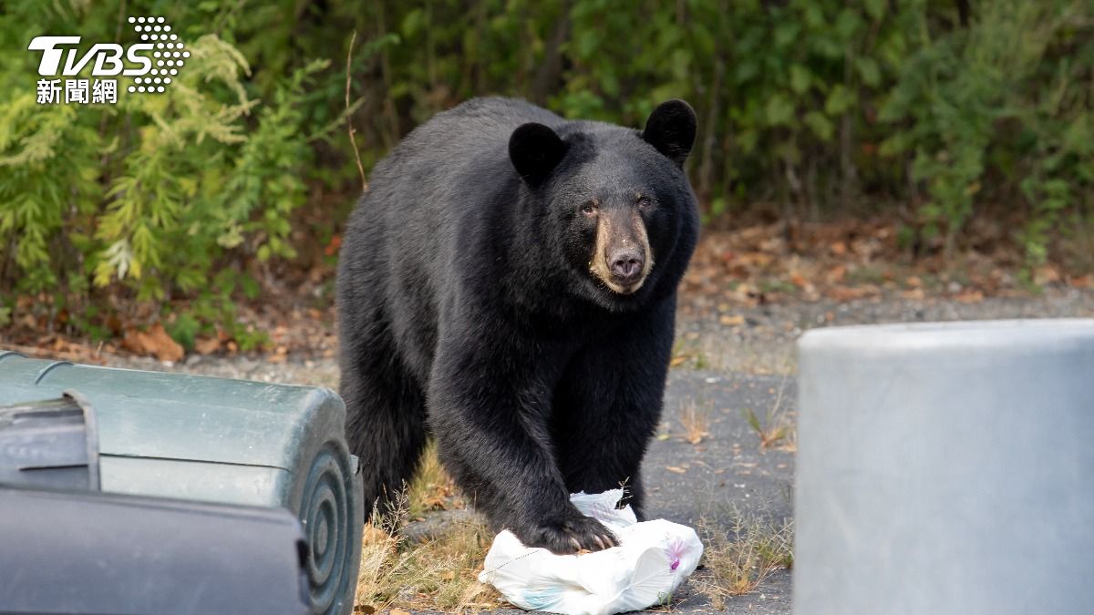 日本熊害升溫!多隻寵物遇襲 他起床悲見愛犬「內臟遭啃食」