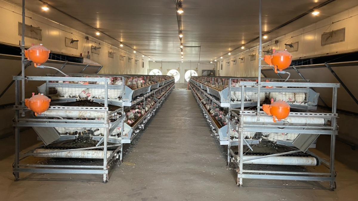 農業部畜產試驗所積極推動結合ESG理念的低碳畜牧技術，研發精準蛋白質飼料配方，於肉豬、蛋雞及土雞三個示範場域驗證推廣。（圖／畜產試驗所）