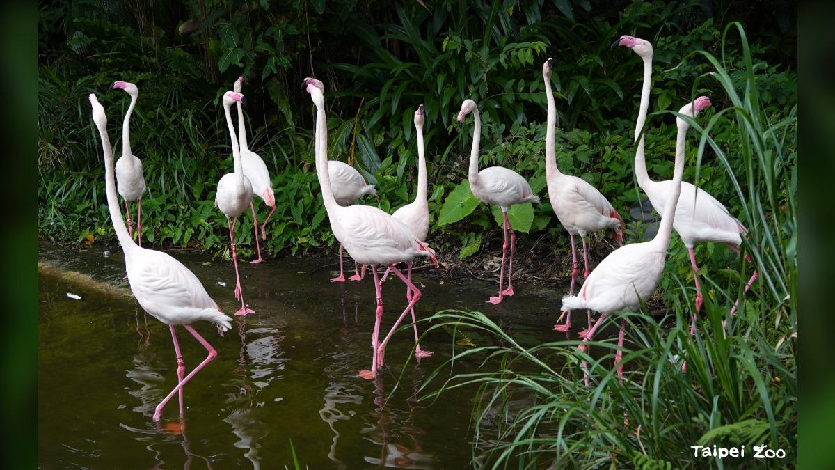 動物園111年園慶開跑。（圖／翻攝臉書＠Taipei Zoo臺北市立動物園）
