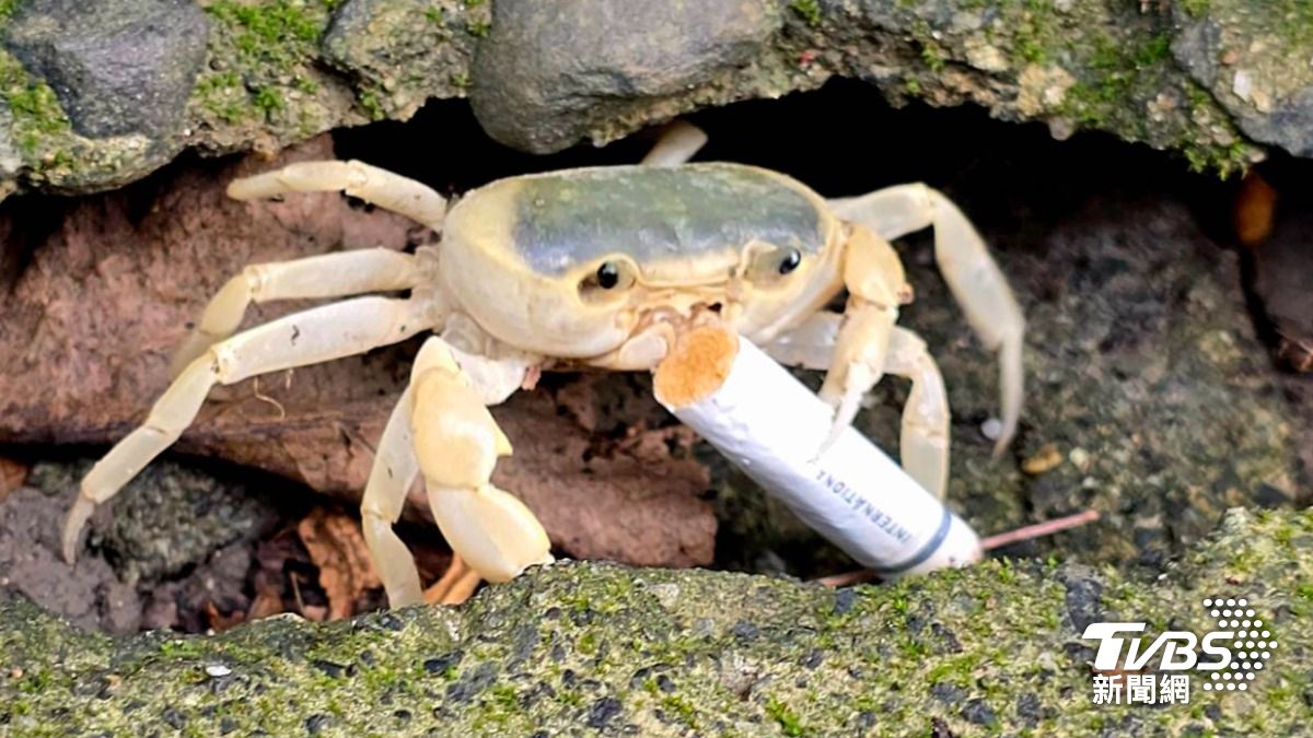 特有種馬卡道澤蟹叼菸。（圖／郭高義授權提供）