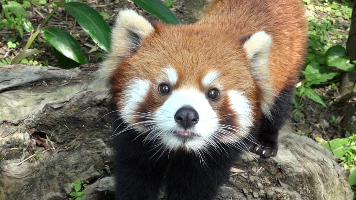 Taipei Zoo mourns loss of red panda Croissant in Japan (Courtesy of the Taipei Zoo) Taipei Zoo confirms red panda Croissant’s death in Japan
