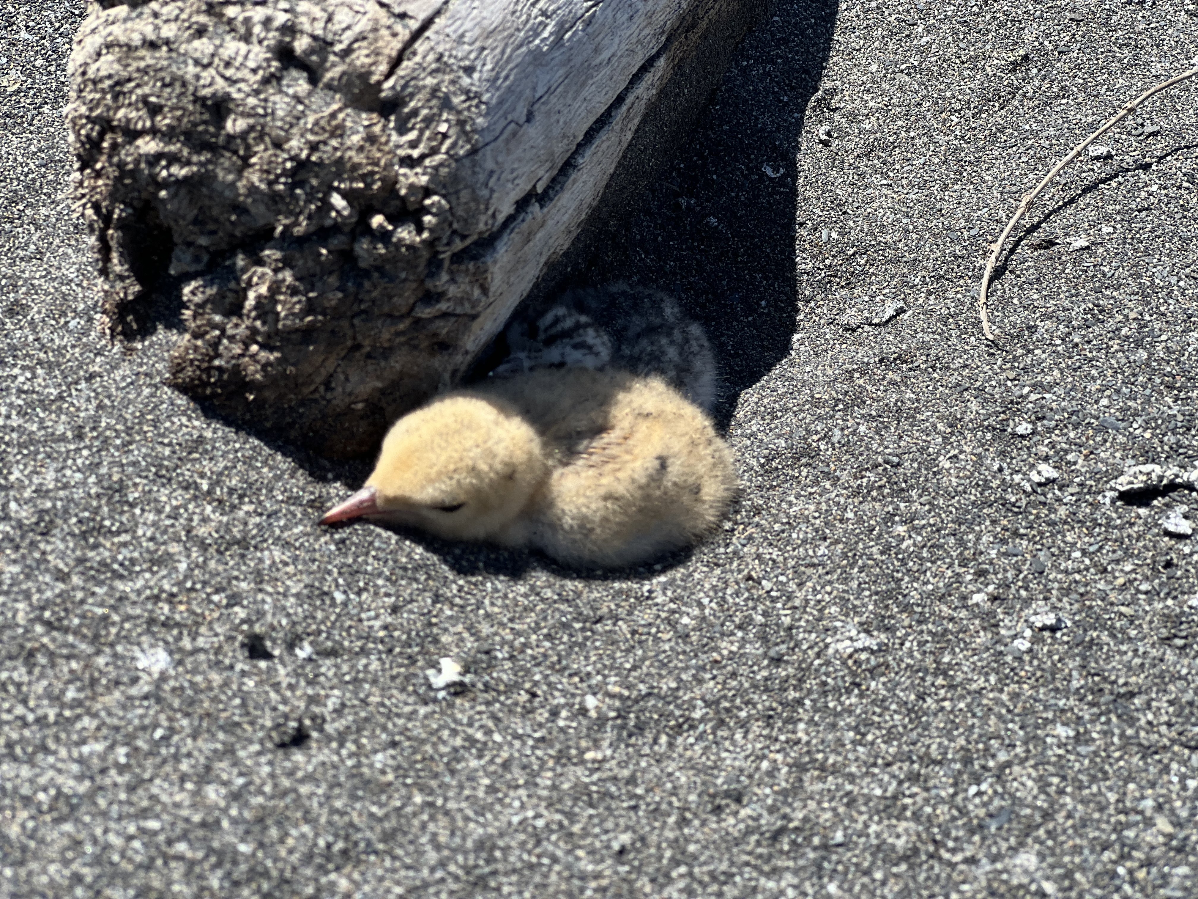 宜蘭縣政府在保育鳥類「小燕鷗」繁殖季時，於蘭陽溪等出海口設管制區盼助孵育。據縣府統計，小燕鷗2024年共有791巢，繁殖成功率約8成，創近10年新高。（圖／中央社）