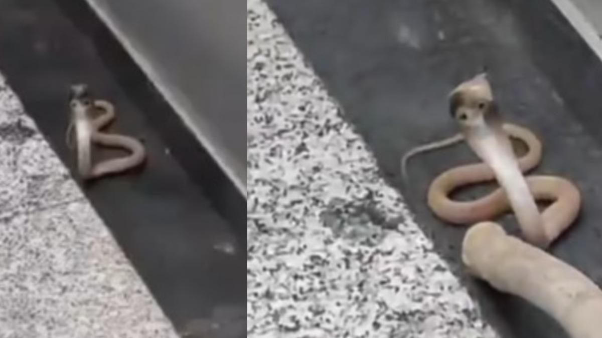 眼鏡蛇-劇毒蛇-劇毒眼鏡蛇-毒蛇-電梯門-印度-眼鏡蛇毒-野放