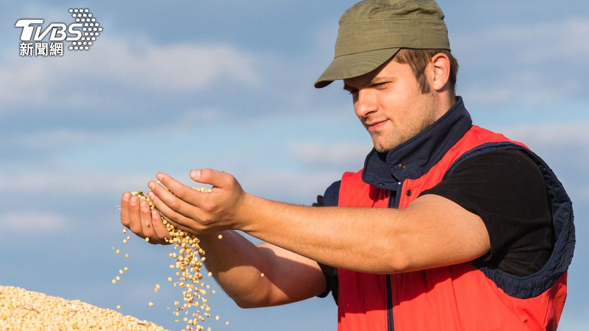 今年自6月以來，中國卻暫停了對美大豆的進口。遲遲未到來的大豆訂單，讓很多美國豆農倍感焦慮。（示意圖／shutterstock達志影像）