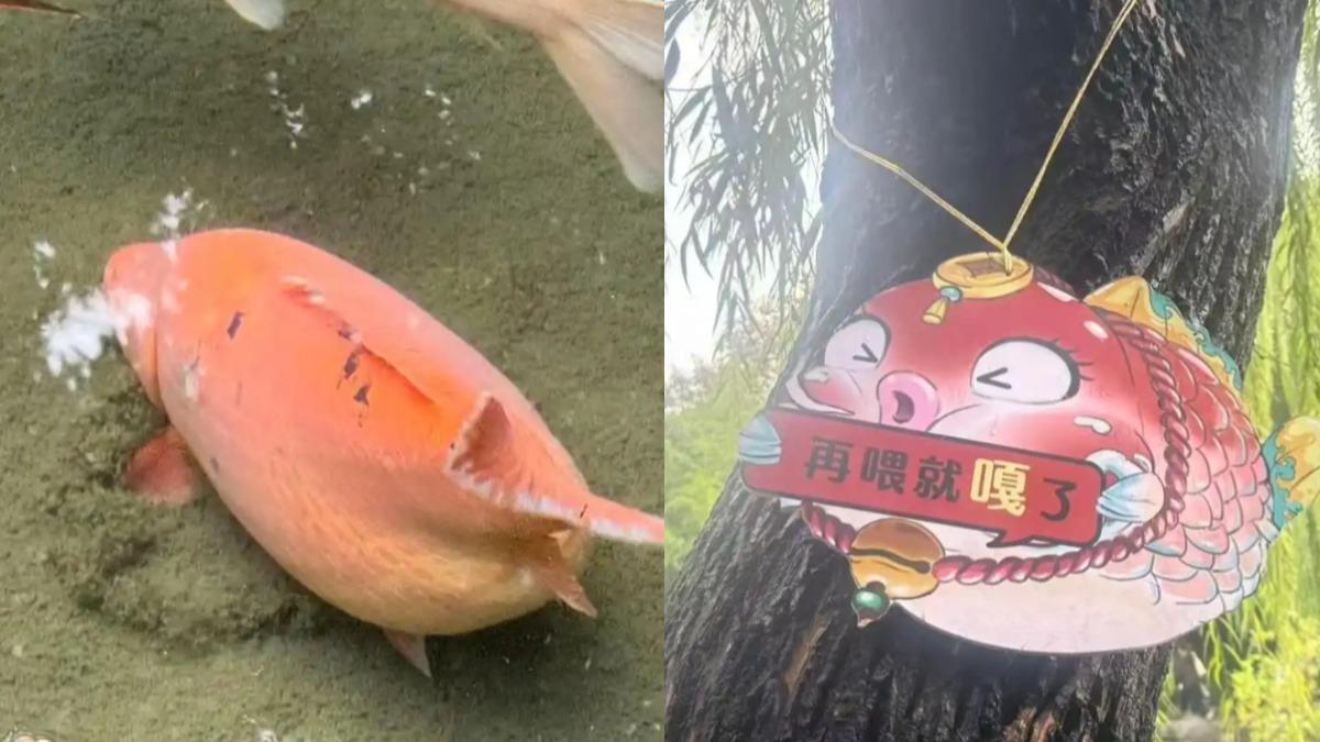 中國大陸景點趵突泉的錦鯉，因身材胖成球而引發關注。（圖／翻攝自微博）