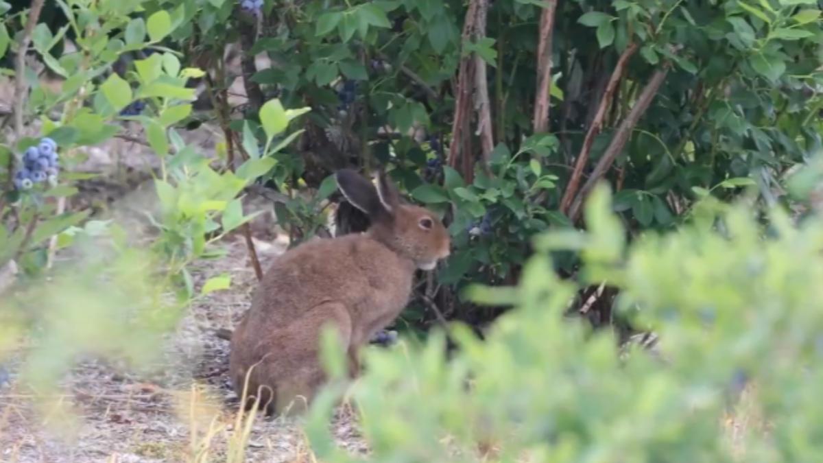 野兔闖農園狂吃藍莓！北海道農家不驅趕反道謝　背後原因曝