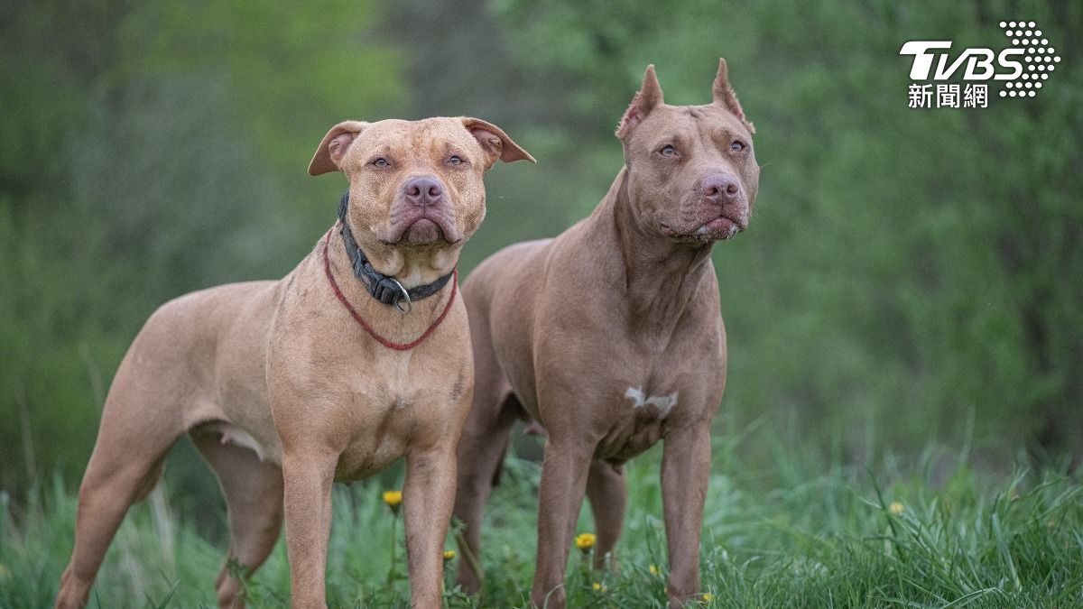 2比特犬發狂攻擊主人！鄰居聽淒厲哭喊　揮斷屠刀仍無法救命
