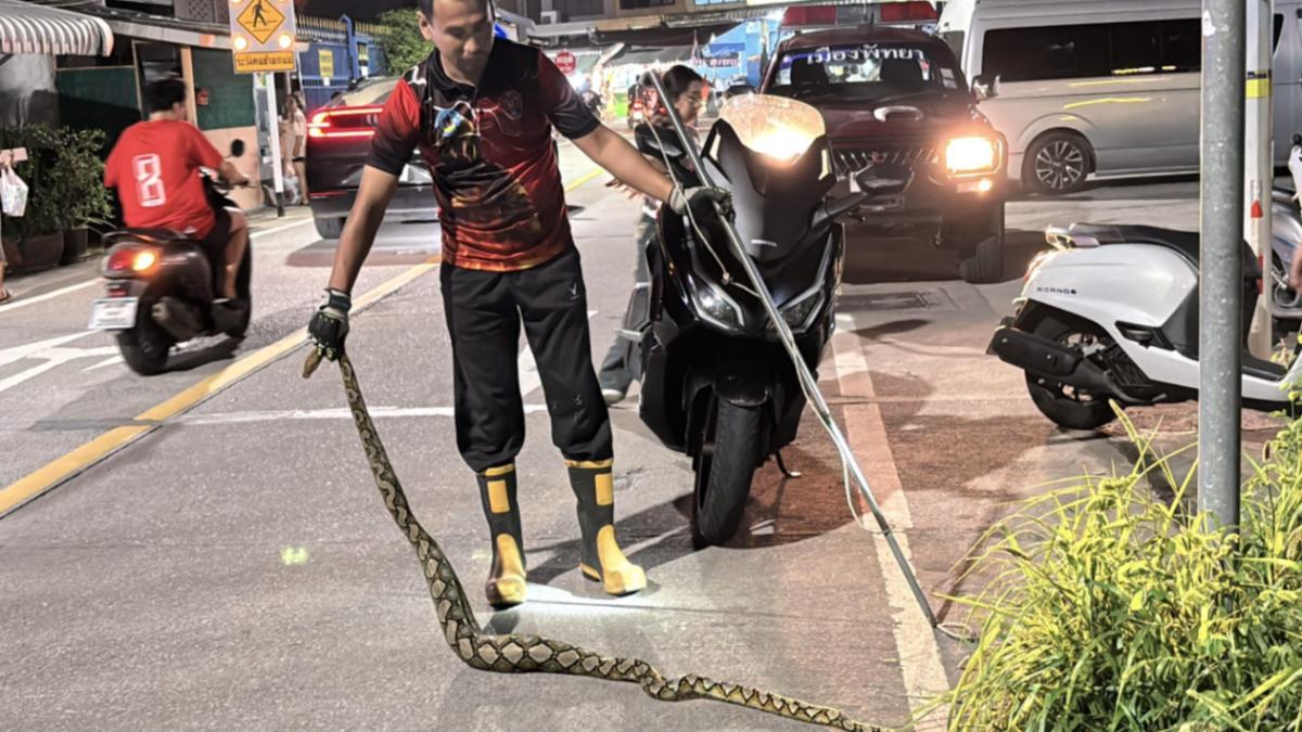 泰國芭達雅一條巨蟒在吞食了一隻貓後死亡。　（圖／翻攝自The Pattaya News）