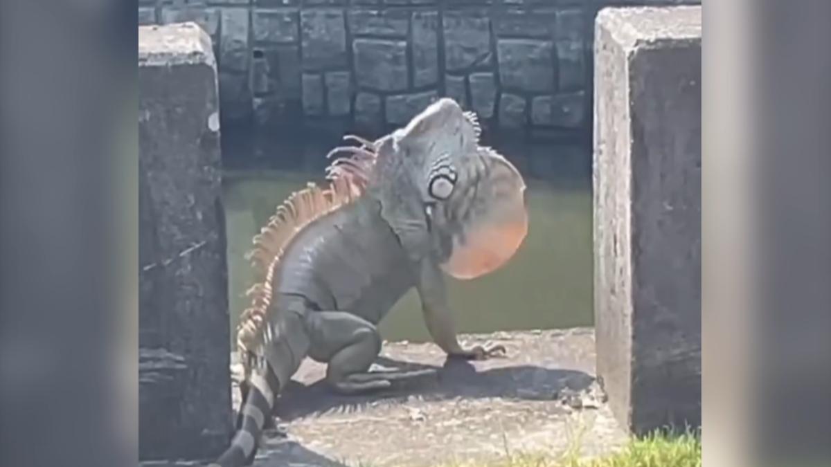 不是AI！　台南「超巨型綠鬣蜥」　民眾驚呼：史前恐龍？