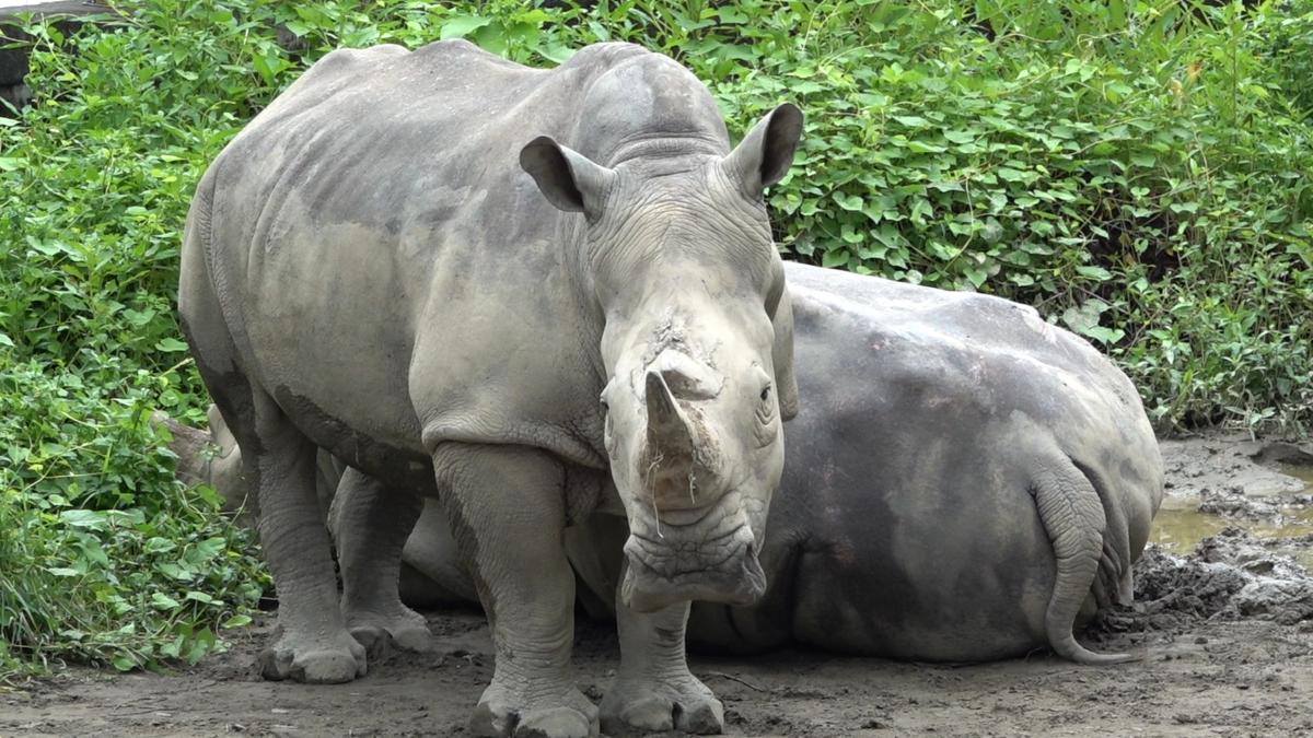 台北動物園白犀牛「犀慧」猝逝！遊客驚見翻滾抽蓄　死因待查