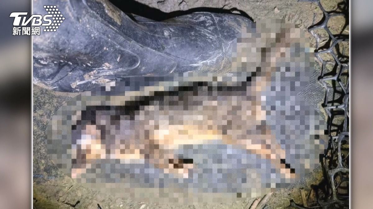 鼬獾染狂犬病！闖入太平農場暴斃　「餵食點」恐加速疫情擴散