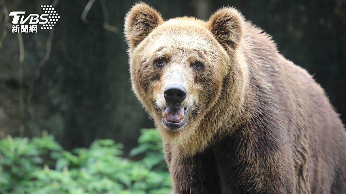 日本發熊出沒警報！秋田1小時四人遇襲　北海道也獵殺熊
