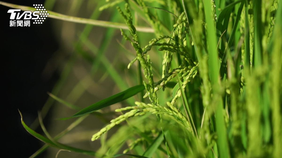 重機騎士「回家」了!千台引擎聲轟富里 田中體驗有機米魅力