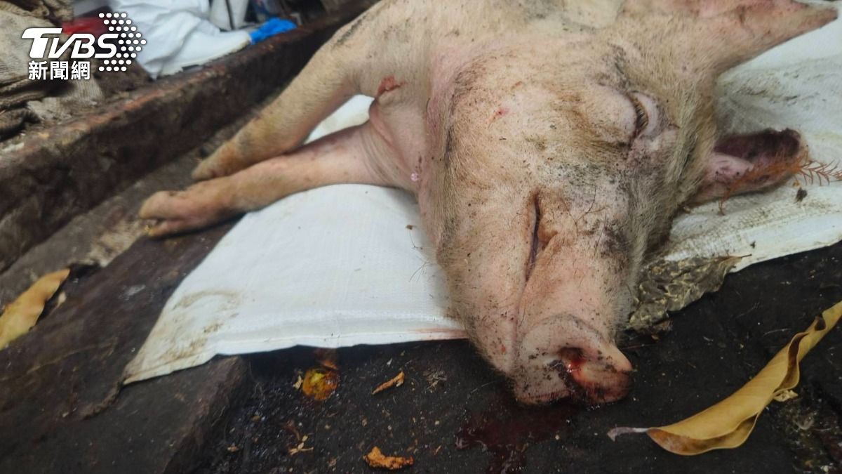 非洲豬瘟病毒哪來？陳駿季：「攜肉品入境成廚餘」又回到養豬場