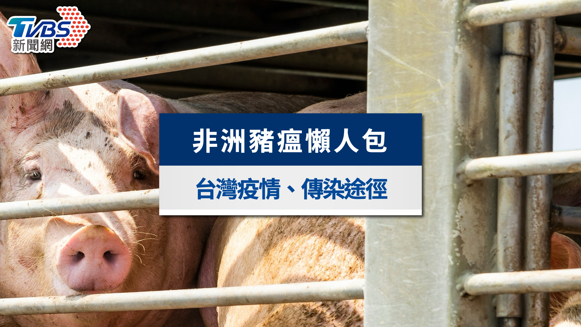 非洲豬瘟懶人包》吃了會怎樣?會傳染人嗎?台灣疫情現況全解析