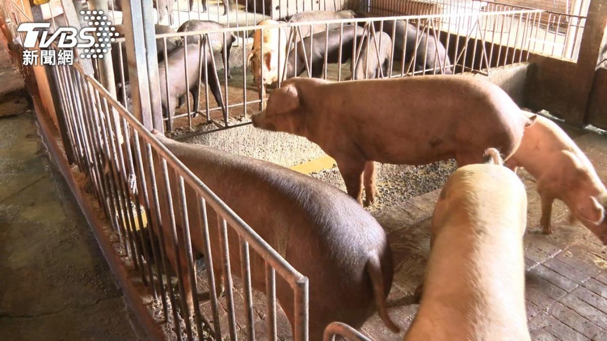 台中爆非洲豬瘟!疑1頭流向嘉義 縣府曝:恐已進消費者肚