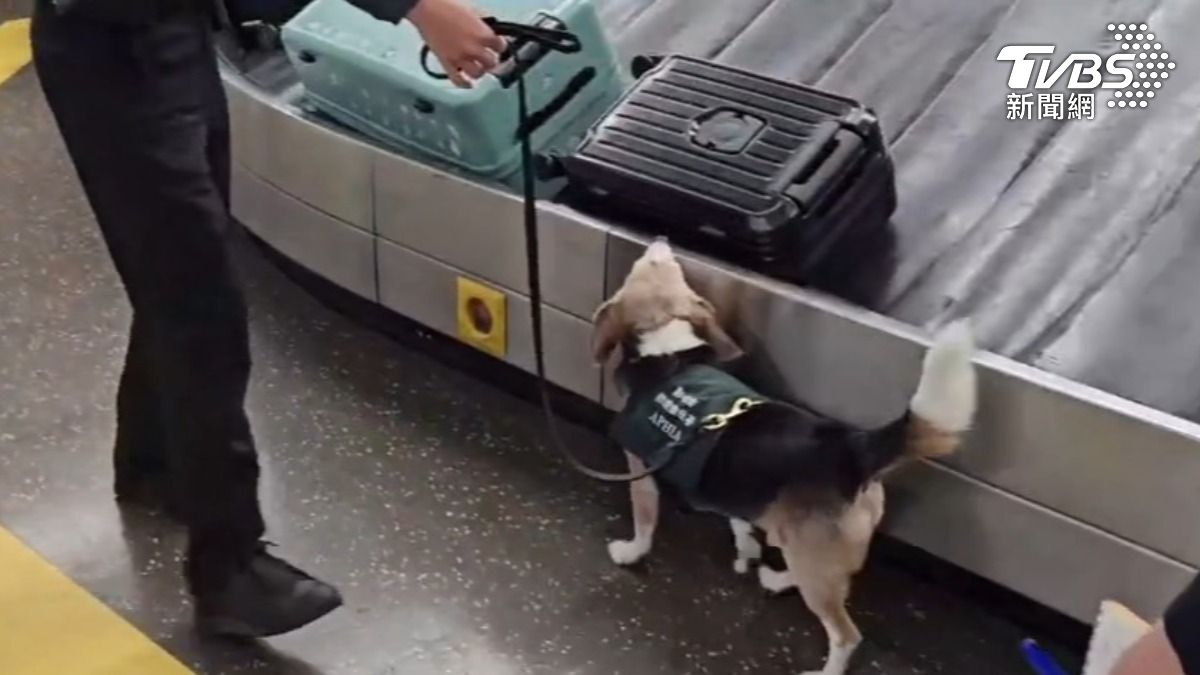 阻非洲豬瘟入侵!春節返台攜肉品闖關 最高罰百萬