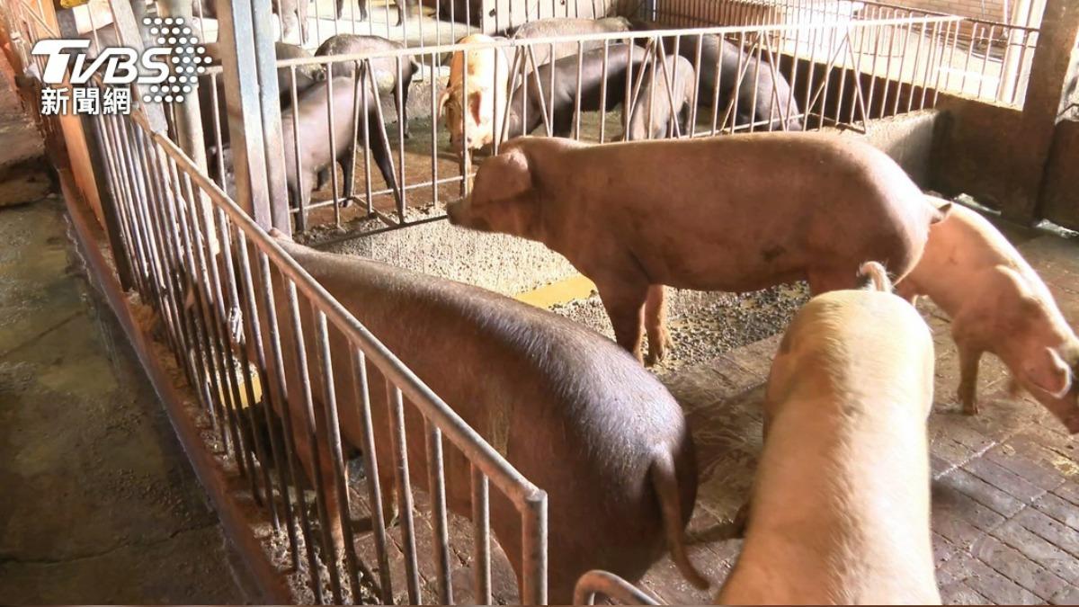禁廚餘養豬15天 謝寒冰劍指疫情根源: 台灣最可怕的一件事