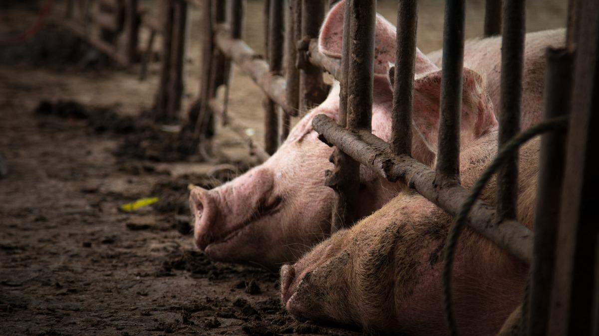 86歲豬農悲嘆「全家破產了」! 梧棲養豬場爆非洲豬瘟一夕倒閉