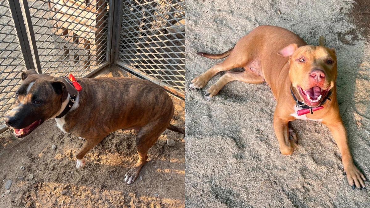 比特犬攻擊事件頻傳!被咬傷怎麼辦 醫籲:快做3件事