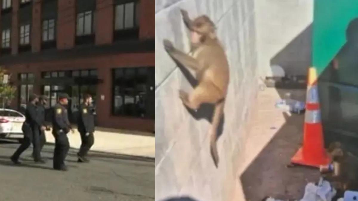 紐澤西潑猴出沒大亂市區 警狂搜找嘸疑是AI生成猴