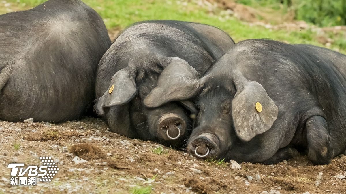 飼料養豬也很棒　豬場商指黑豬生長時間、成本增加：反映在價格上