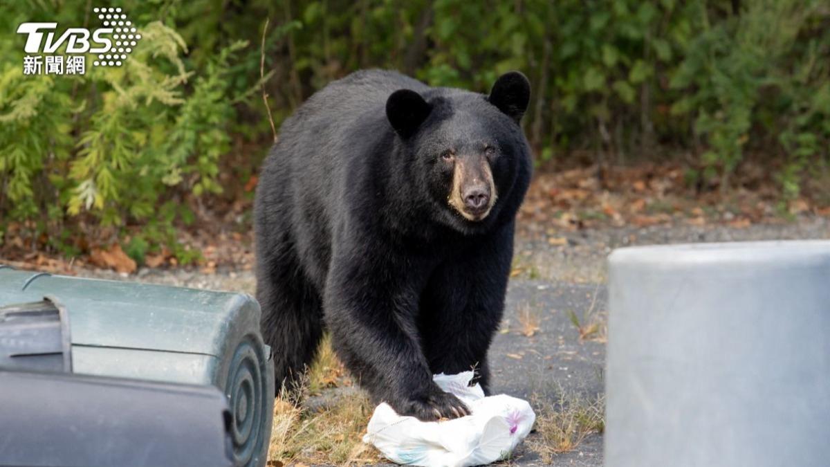 又有熊攻擊!日民宅發現不明遺體 驚見爪痕「疑遭熊襲擊致死」