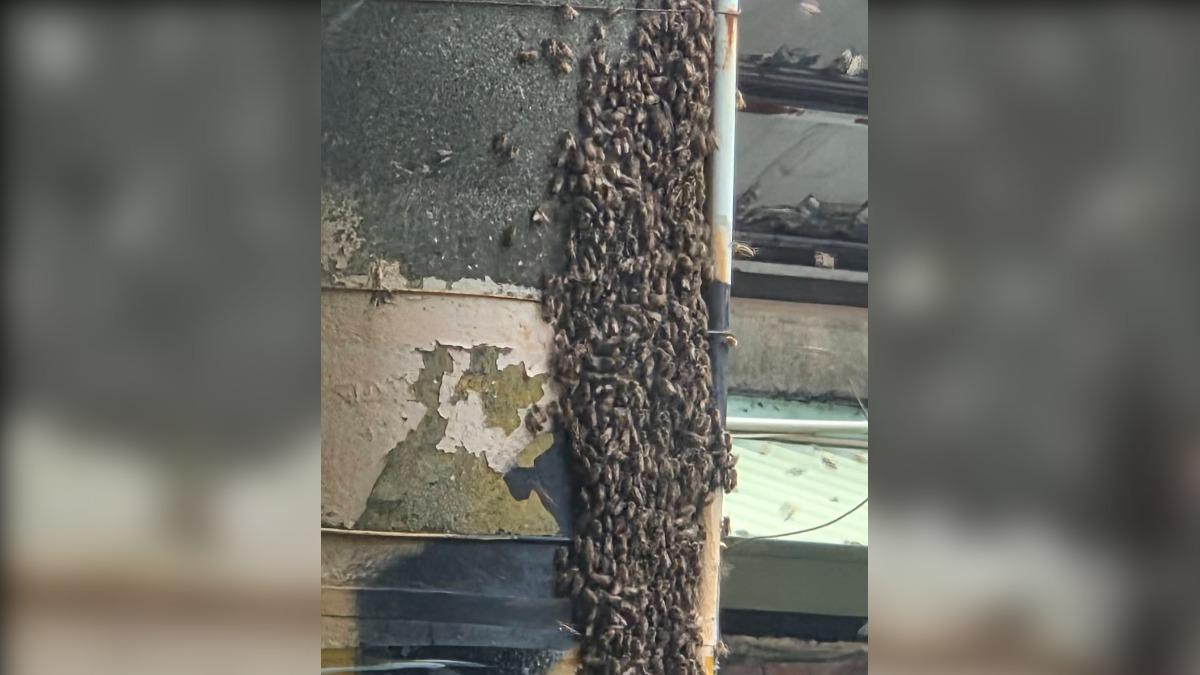 電線桿現「蜂」暴!屏東萬丹民宅旁驚見蜜蜂大軍