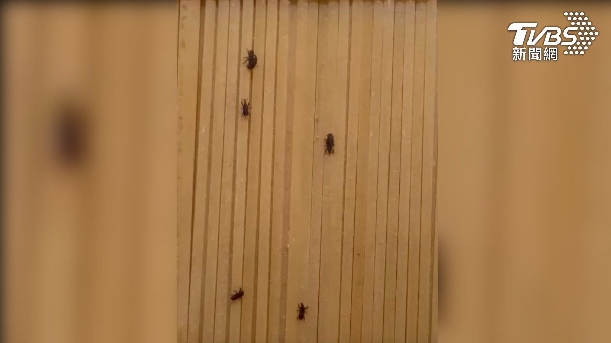 賣場未拆封「義大利麵」黑蟲狂爬!名廚曝保存2大方法