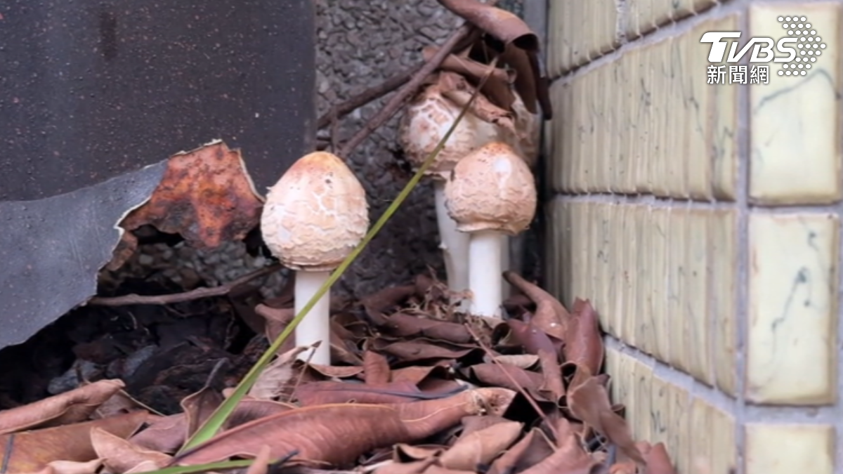北部雨連續11天!長有毒綠褶菇「菇菇森林」 東北季風2波接力降溫
