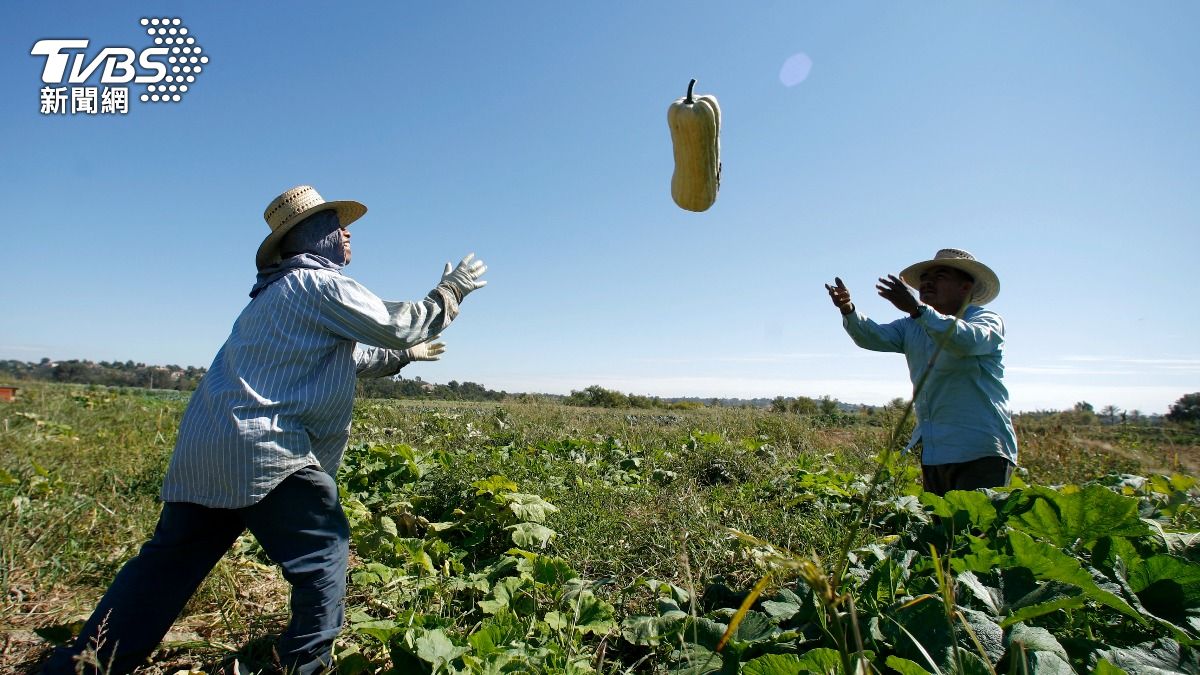 海苔出口破紀錄!南韓農業靠科技翻轉地瓜大白菜命運