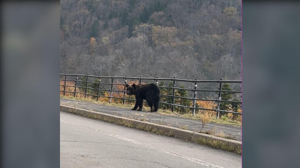 日本熊攻擊人數增 旅客憂!專家揭「遇熊自保」關鍵絕招