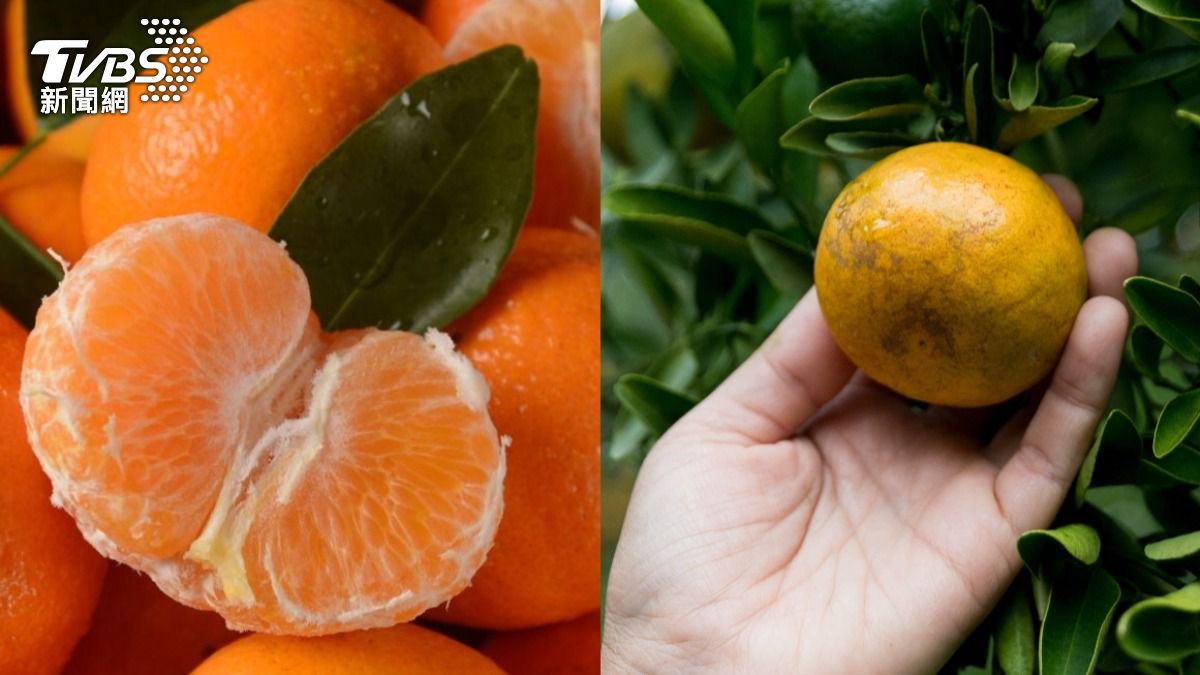椪柑季到!綠皮橘皮怎選?農糧署曝挑果指南:這顏色更香甜