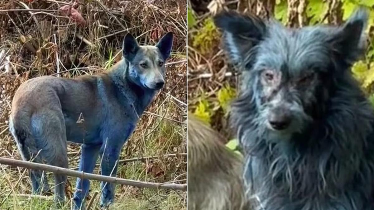 基因突變？車諾比核災禁區驚見「藍色狗狗」　動保團體著手調查