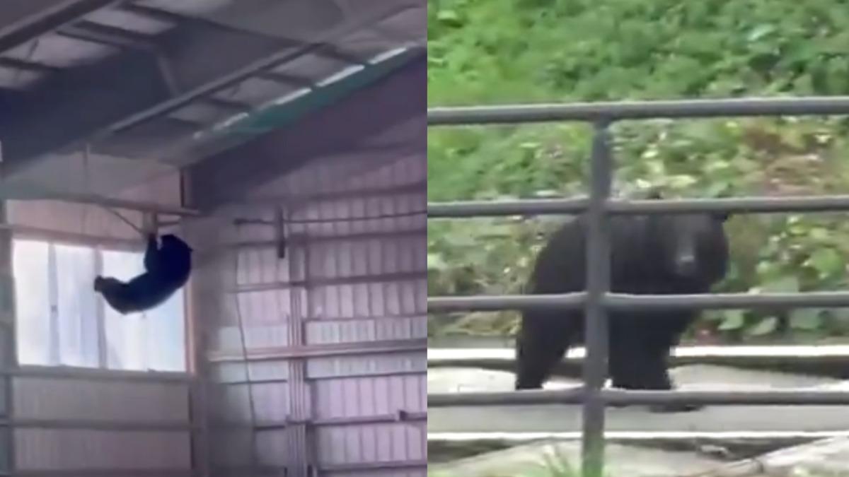 日本熊患嚴重！闖校園爬網架還「引體向上」　猛撞玻璃門畫面曝
