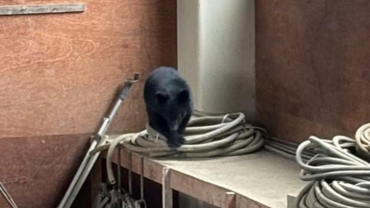 日本又傳野熊出沒!新潟1公司倉庫遭闖 5員工嚇壞急逃命