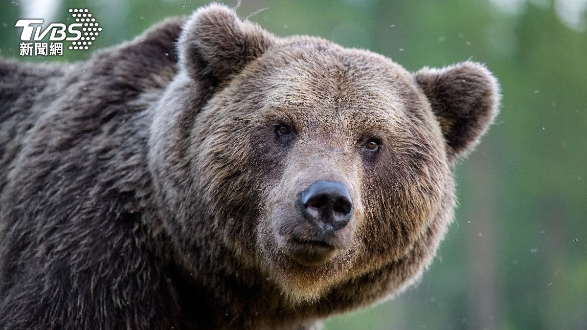 仙台幼兒園有熊出沒！　合掌村警戒　自衛隊學捕熊技巧