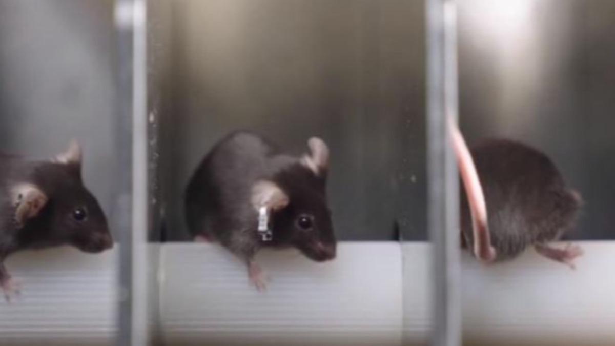 大陸首派哺乳類上太空！黑鼠苦練「抗暈能力」　揭生存奧秘