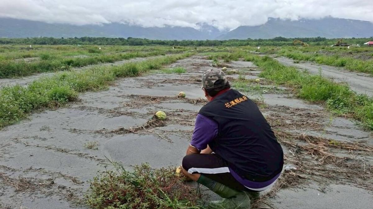 花蓮壽豐鄉草鼻段西瓜納災害救助 受理至14日止