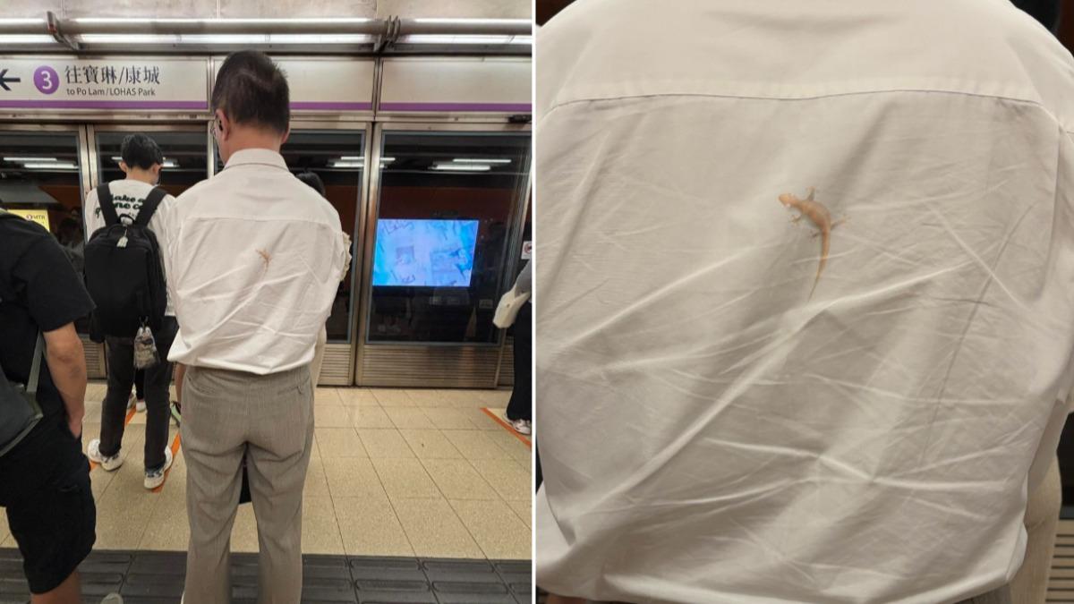 男乘客背上有「壁虎」！香港女搭地鐵嚇傻　真相一出笑翻網