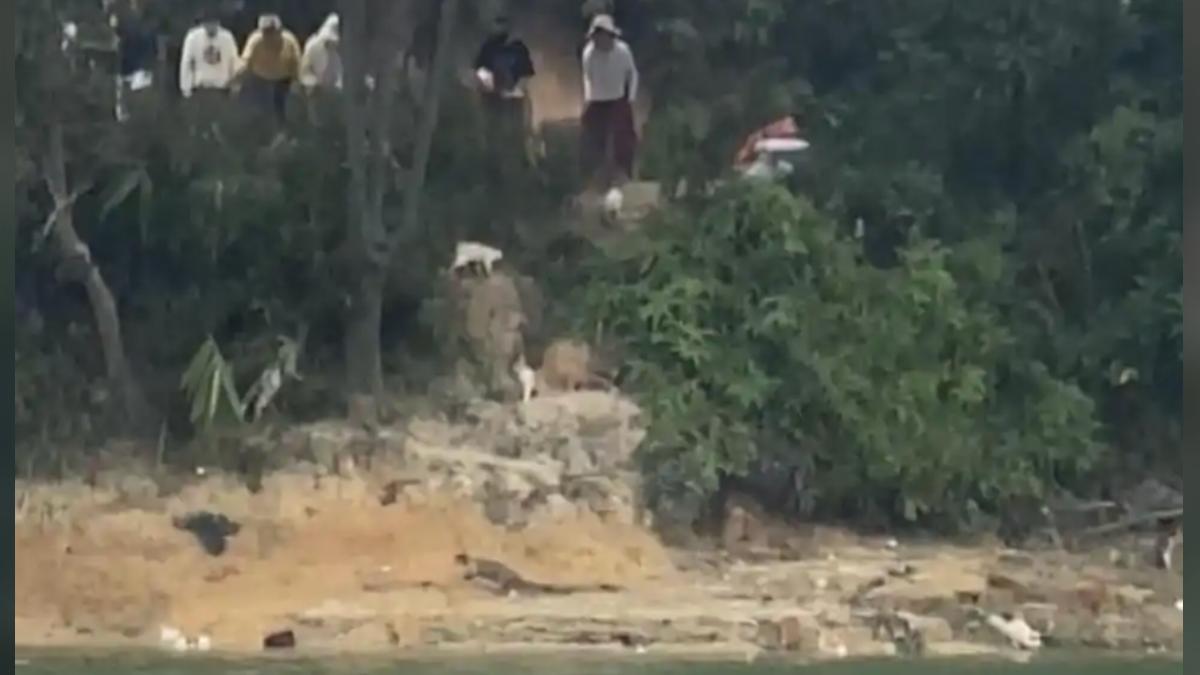 離譜放生！廣東民眾水庫放貓　結果多隻嚇到跳水亡