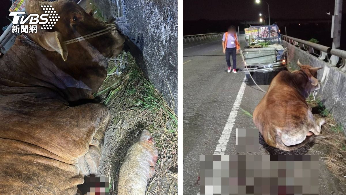 南投小貨車拖牛上路「蹄磨破流血癱軟」 老農喊冤