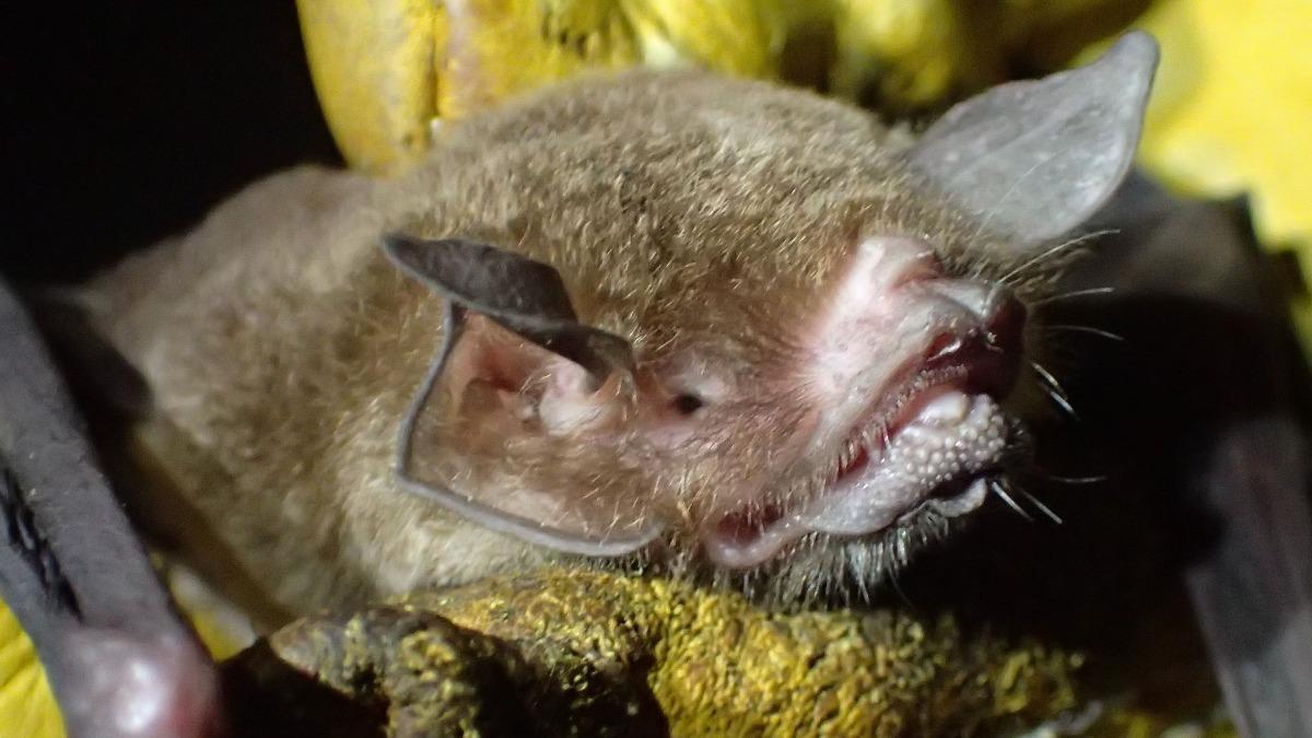 巴西蝙蝠體內驗出「與Covid-19極相似」新型冠狀病毒