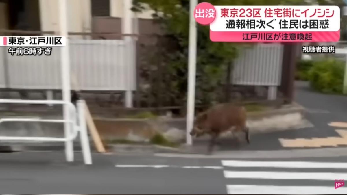 不只有熊!東京市區驚傳「1公尺長野豬亂竄」 民眾目擊嚇壞