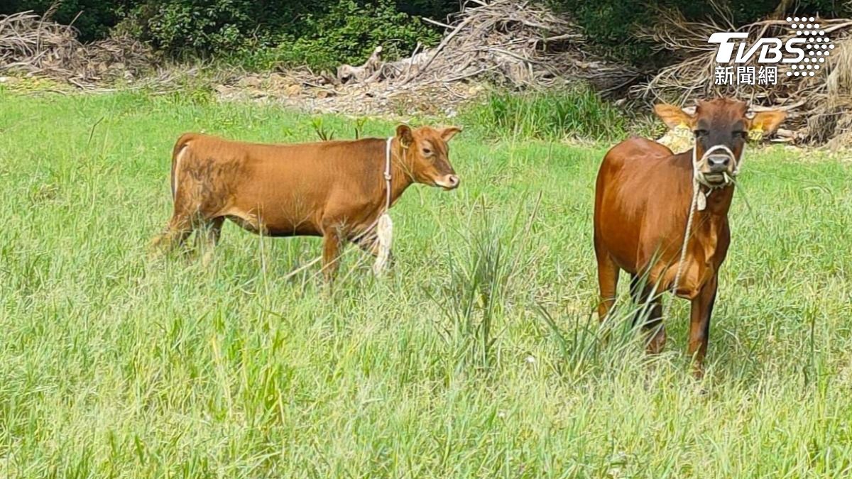 大學驚見3牛隻闖校園！學生嗨拍照　飼主竟帶牠們「來這裡」吃草