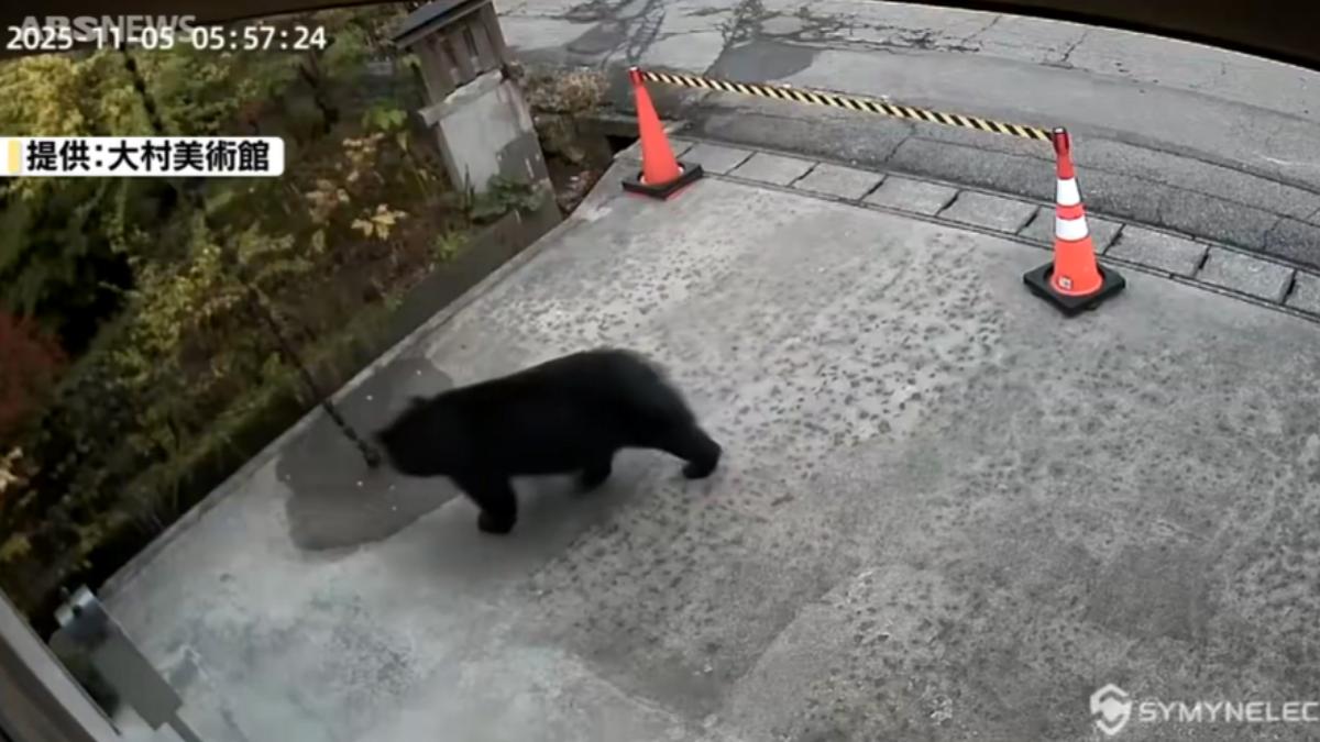 秋田黑熊逛美術館！監視器拍到黑熊閒晃　警籲提高警覺