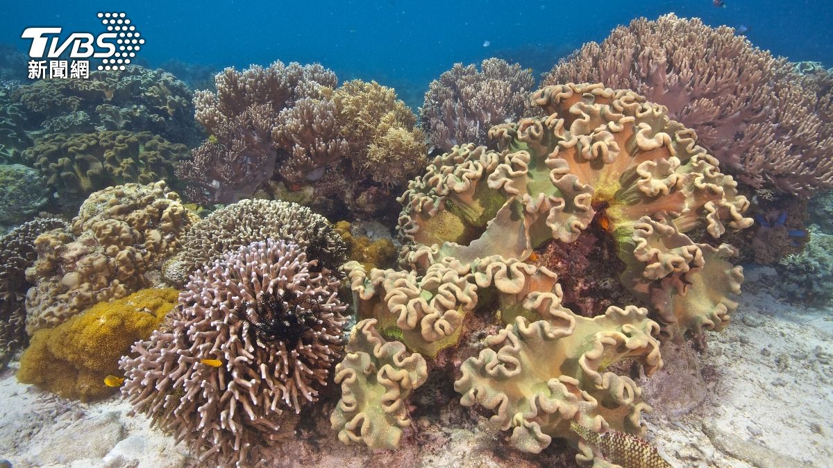 大堡礁生死倒數 DNA解碼為珊瑚打造抗熱基因